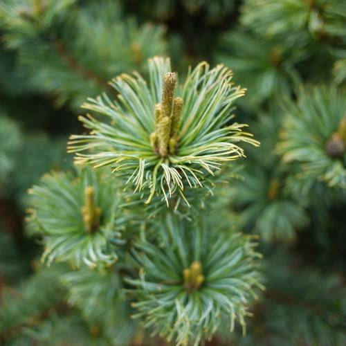 clusters of blue-green long needles with yellow-brown elongated flowers