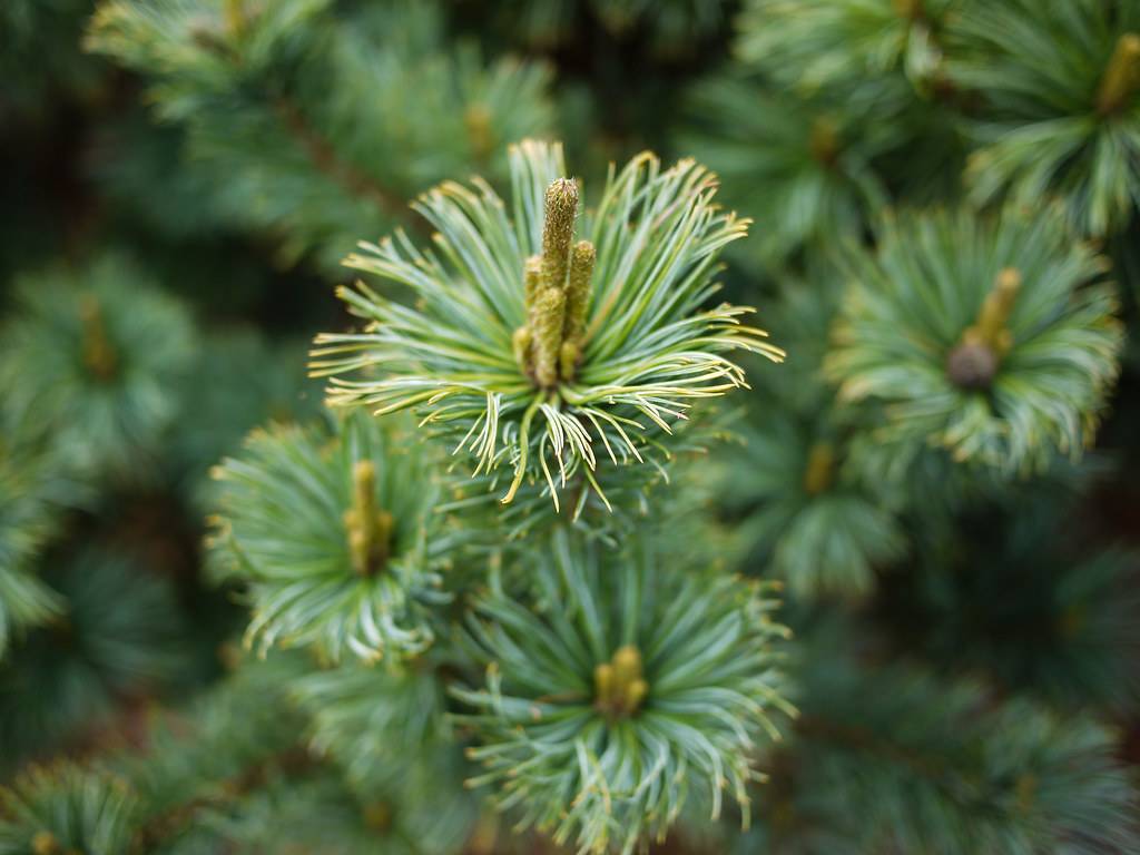 clusters of blue-green long needles with yellow-brown elongated flowers