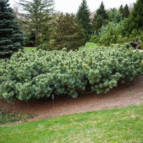 Compact, blue-green foliage