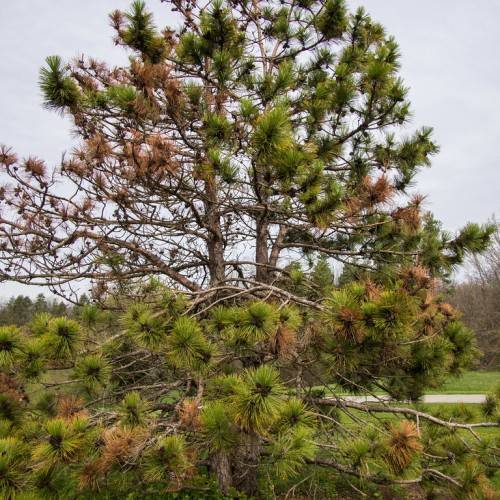 brown-green, long needles with gray-brown, rough, woody trunk 