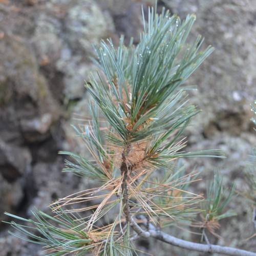 blue-green, long needles with gray, smooth stem