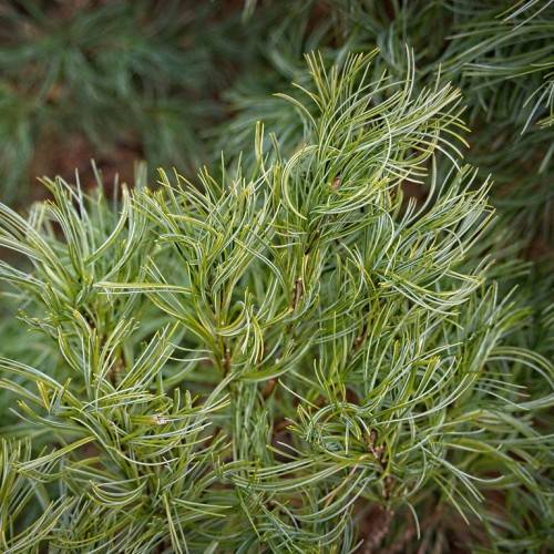 gray-green, long, shiny needles with brown stems