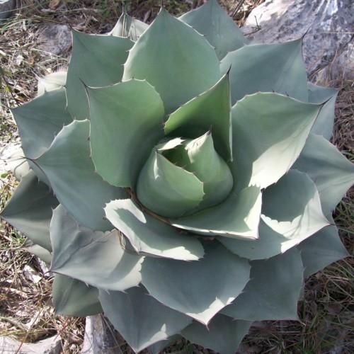 gray-green foliage