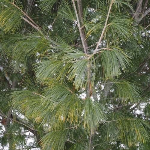 Clusters of soft, blue-green needles and rough gray bark