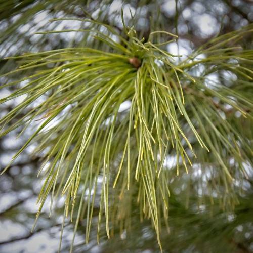 Whorl of long, thin, smooth golden-yellow foliage on grey-brown branches