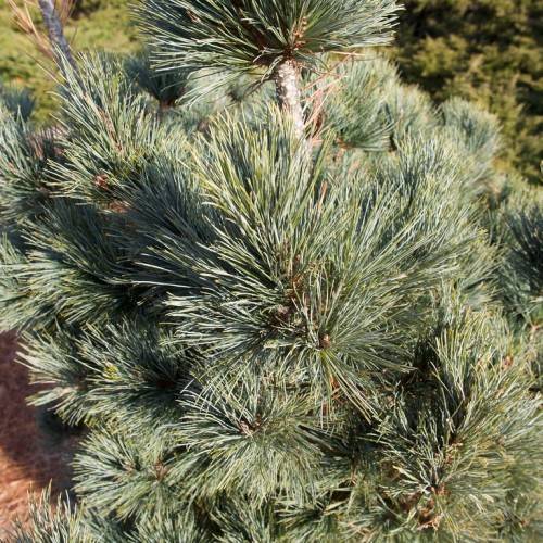 Soft, delicate blue-green needles, against rough textured reddish-brown bark