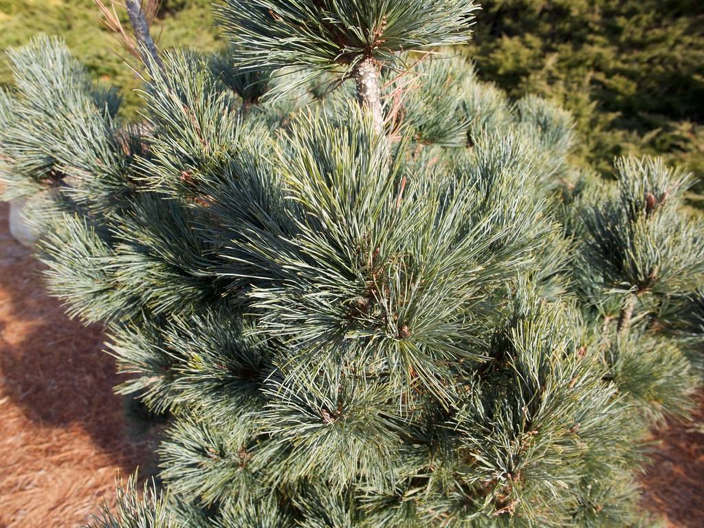 Soft, delicate blue-green needles, against rough textured reddish-brown bark