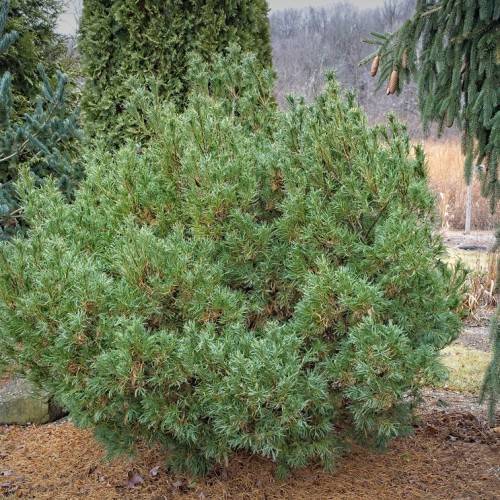 Medium-sized, upright form with soft, blue-green needles and textured reddish-brown bark