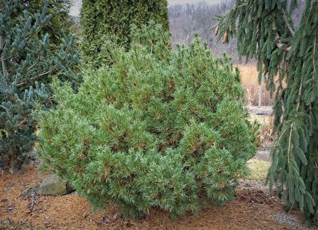 Medium-sized, upright form with soft, blue-green needles and textured reddish-brown bark