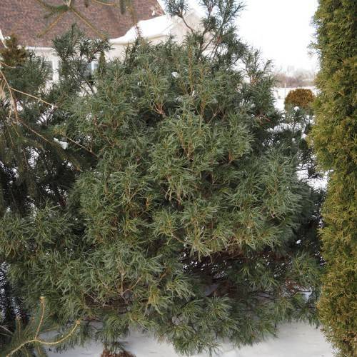 compact, small tree with dense gray-green foliage