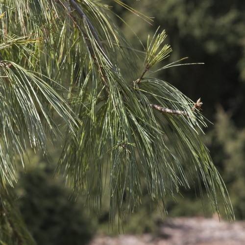 Textured reddish-brown branches with short, soft blue-green needles