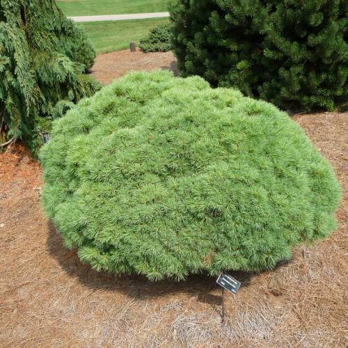 Dwarf tree with dense, round clusters of short, blue-green needles