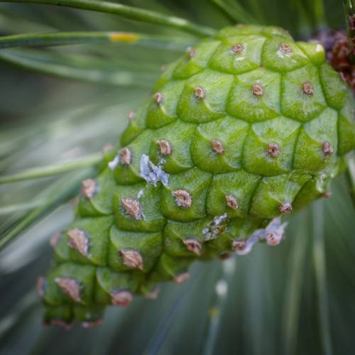 Long, cylindrical, scaly textured green cone having gray-brown scars