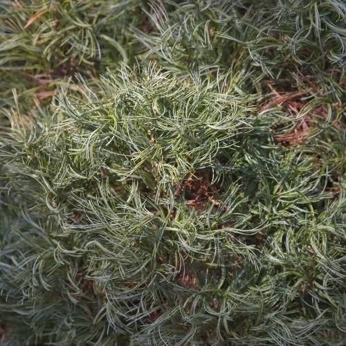 Low-growing and spreading reddish-brown branches with short, twisted blue-green needles