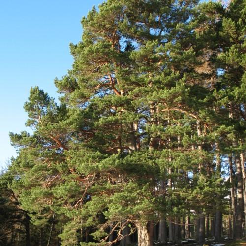 Green foliage.