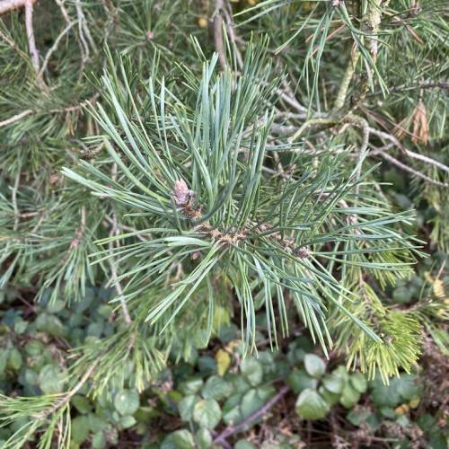 Clusters of long, smooth, blue-green needles and reddish-gray bark