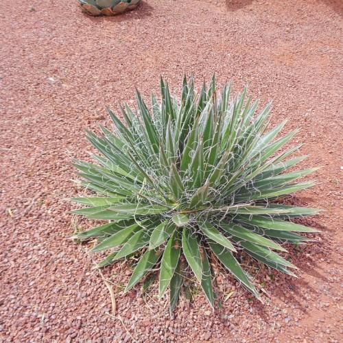 Century plant having long green leaves with yellow margins