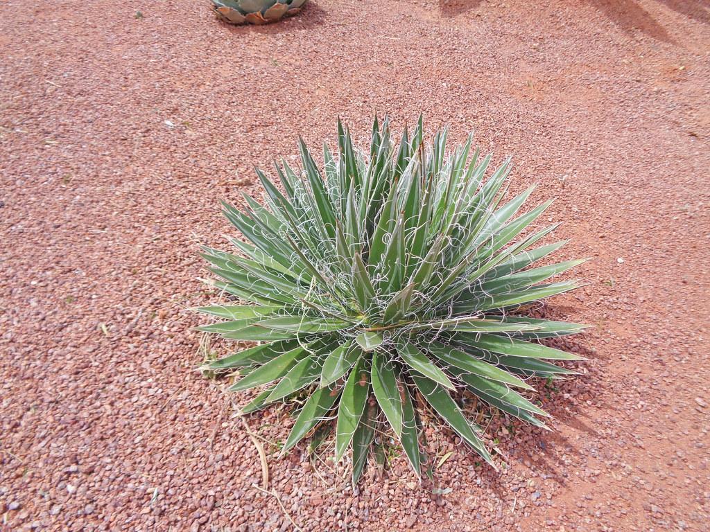 Century plant having long green leaves with yellow margins