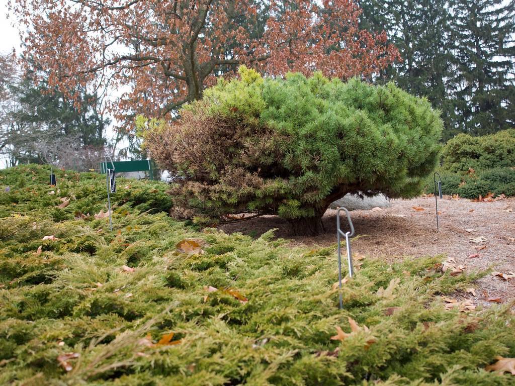 Dense tree with long, green needles and a sturdy brown trunk