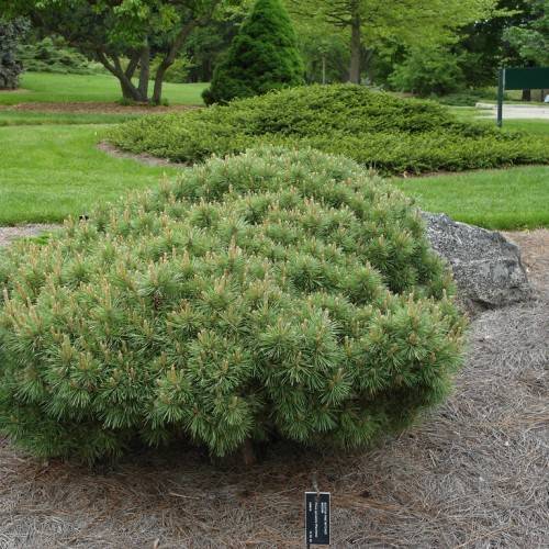 Cultivar bearing spreading green branches with short, twisted green needles