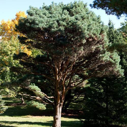 Tree with compact, upright form showcasing blue-green needles and rough, reddish-brown bark