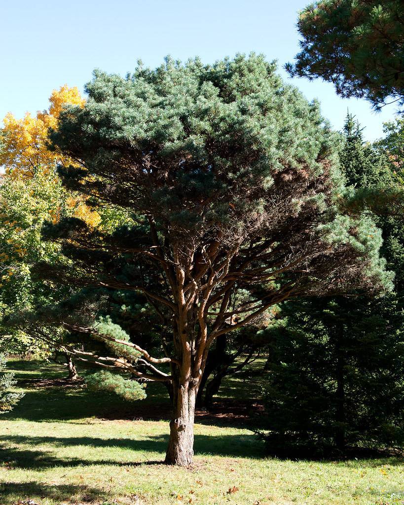 Tree with compact, upright form showcasing blue-green needles and rough, reddish-brown bark