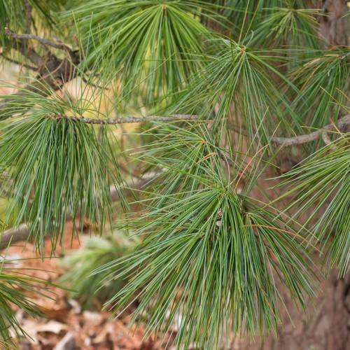 Low-growing, spreading flattened gray branches covered in dense, long, dark green needles