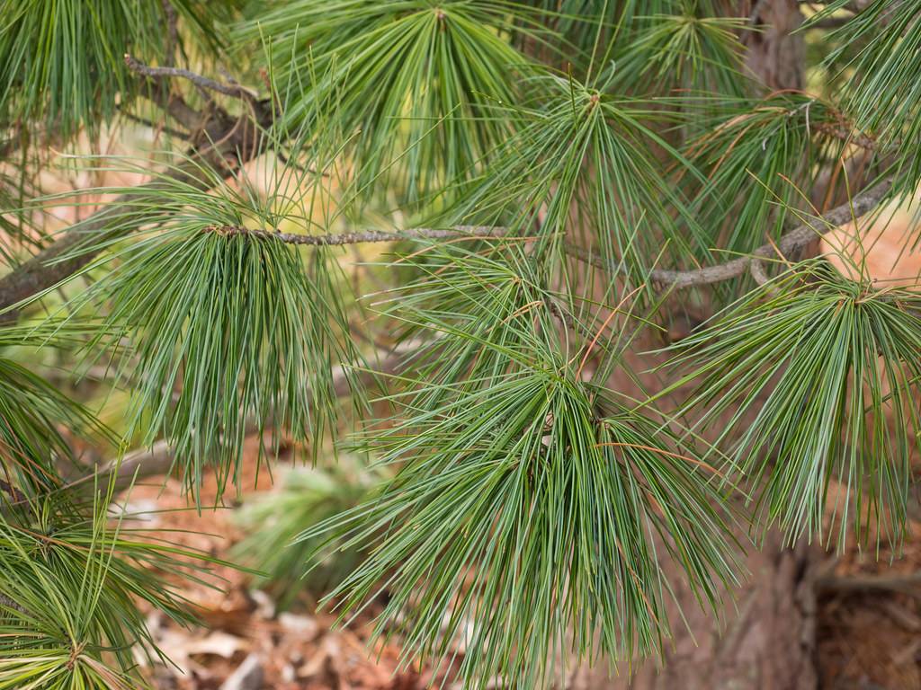 Low-growing, spreading flattened gray branches covered in dense, long, dark green needles