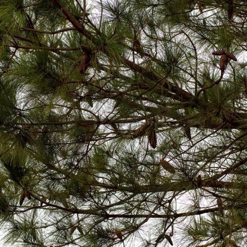 Long, slender green needles, elongated brown cones and reddish-brown bark