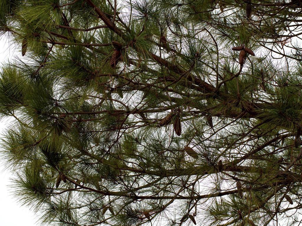 Long, slender green needles, elongated brown cones and reddish-brown bark