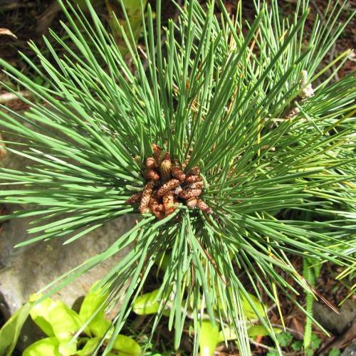 Clusters of long, green needles and rough, scaly, light brown cones