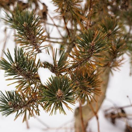 Compact and dense gray-brown branches with vibrant, twisted green-yellow needles
