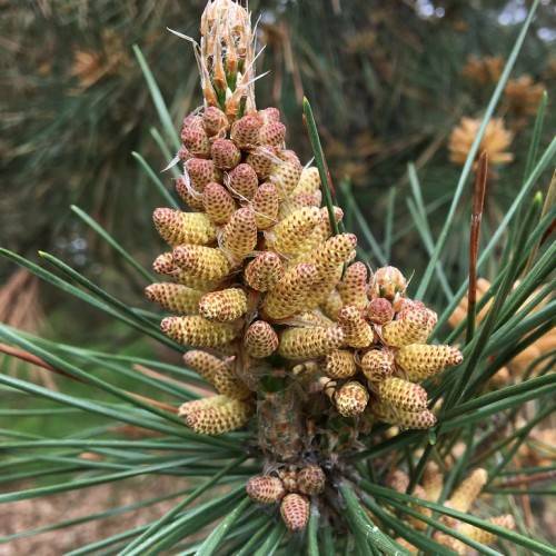 Compact, upright form with twisted, vibrant blue-green needles and small, decorative yellow-maroon cones