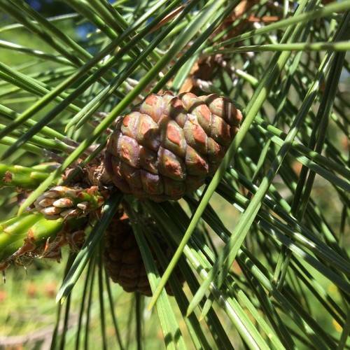 Dense, dark green needles and small elongated, rough and scaly brown cones 