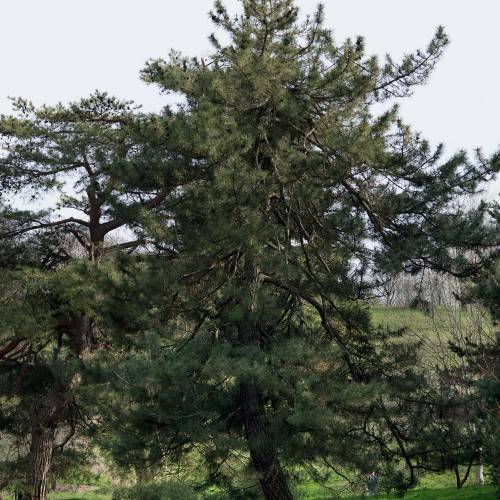 dark-green foliage on dark-brown branches and trunks