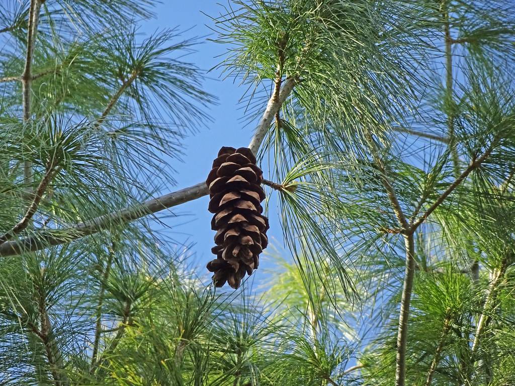 Long, soft and feathery slender bluish-green needles and elongated, rough-scaly brown cones 
