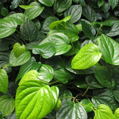  Large,  glossy, heart-shaped, green leaves with prominent veins on slender green stalks