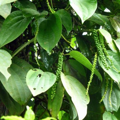 Clusters of small, round, green berries on vine-like slender, green-colored stems with glossy, dark green leaves