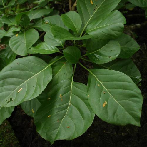 Large, glossy green leaves with prominent veins and a dense, tropical appearance