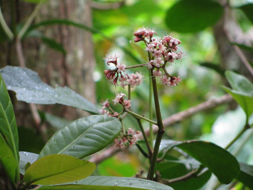 Brown branch with vibrant green leaves, slender stems, and delicate, small, white-pink flowers