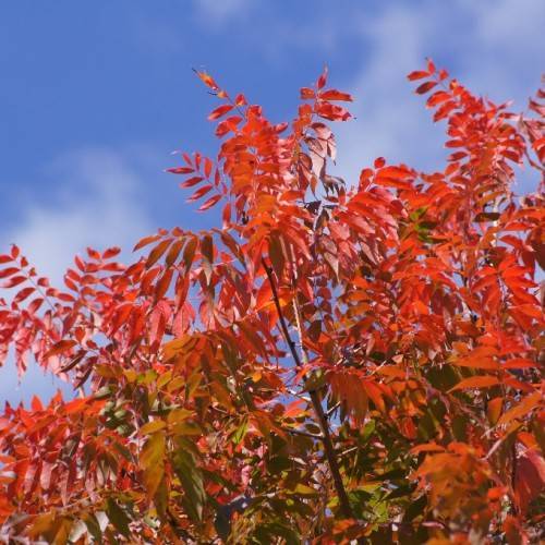 compound pinnate, smooth, orange-red leaflets and smooth, grey-brown branches