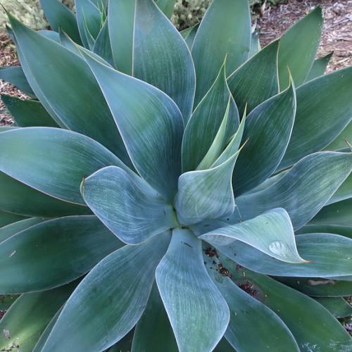 Green leaves