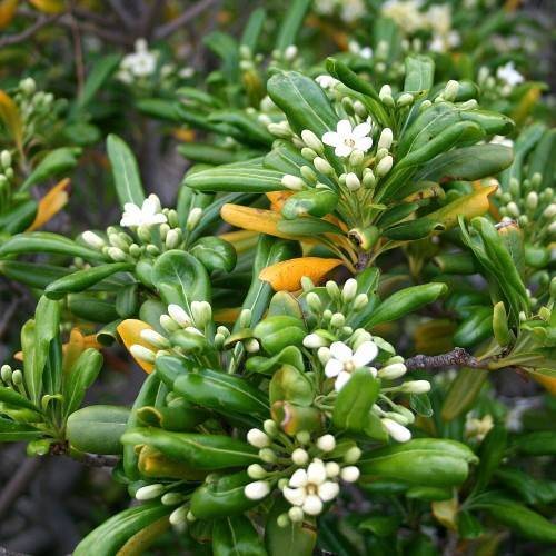 white flowers and buds with green-orange leaves on dark-brown branches
