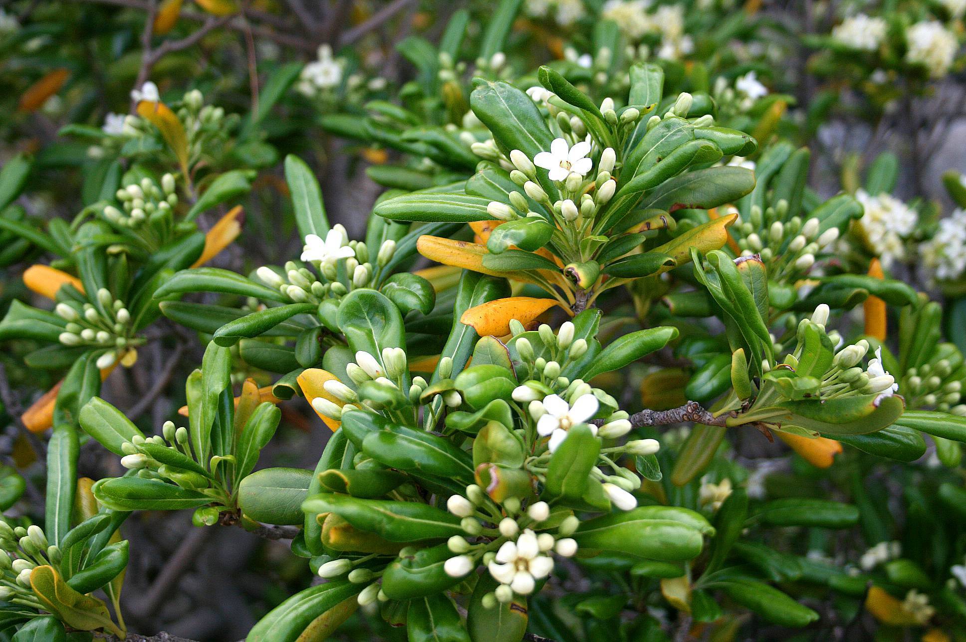 white flowers and buds with green-orange leaves on dark-brown branches