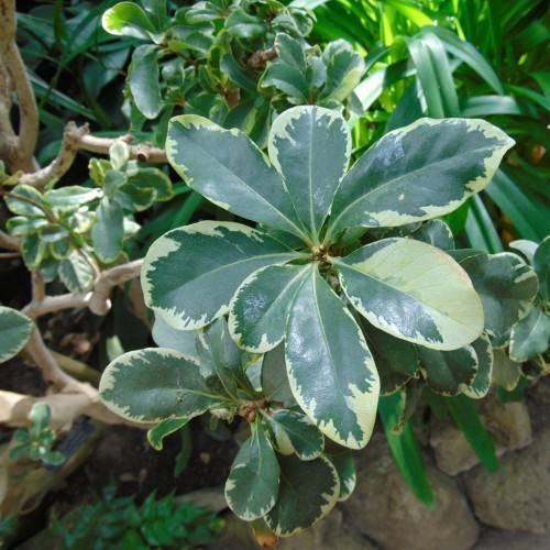 lime-green leaves with light-brown branches