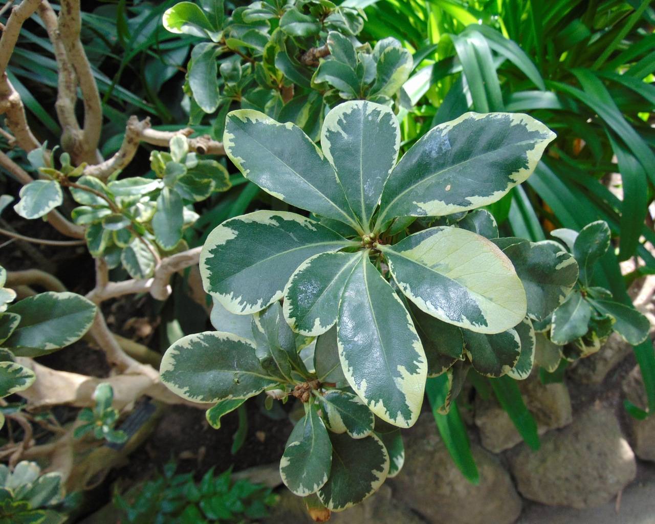 lime-green leaves with light-brown branches