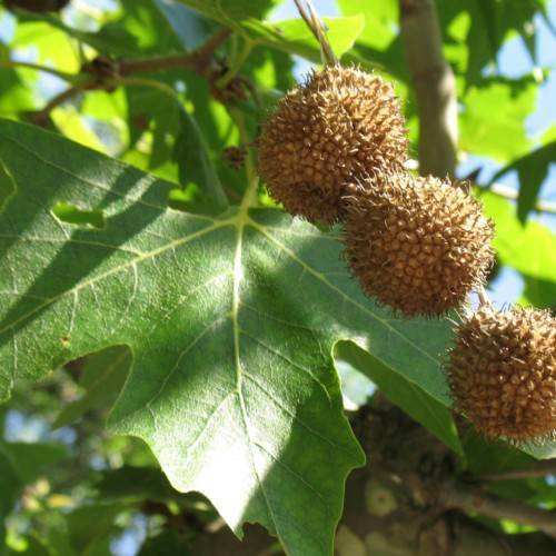 brown fruits with green leaves and lime petioles on brown branches