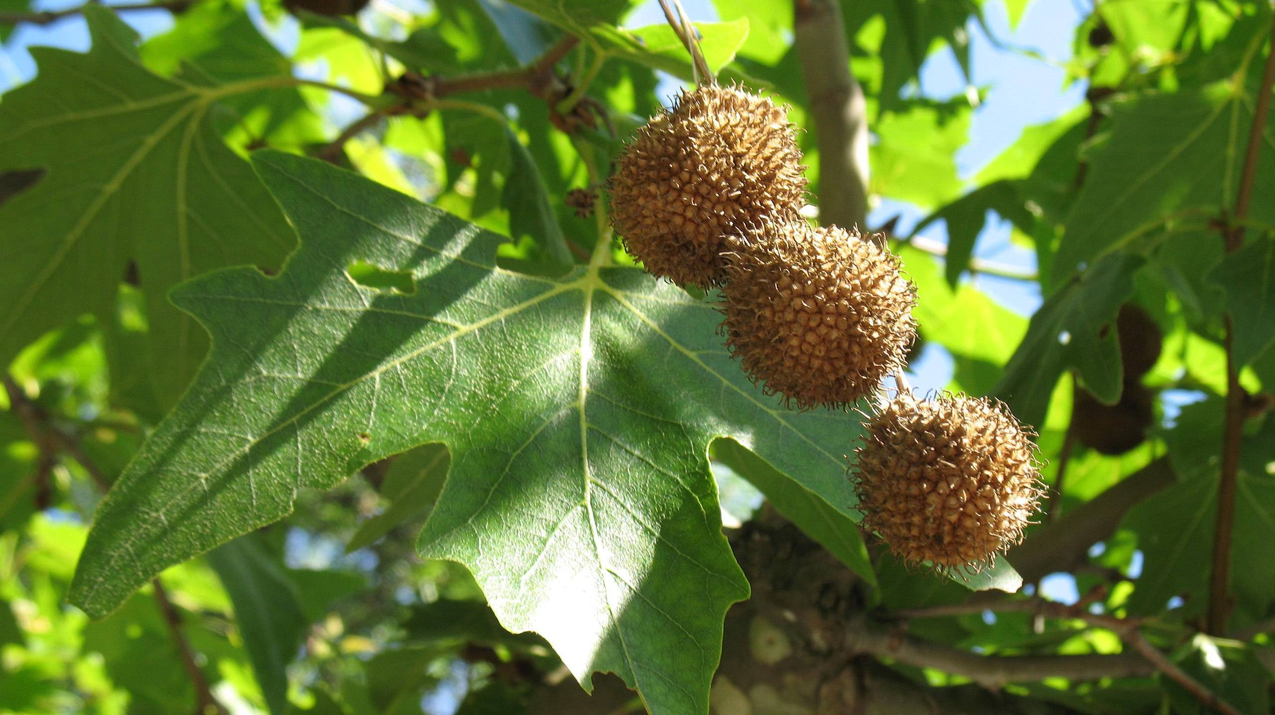 brown fruits with green leaves and lime petioles on brown branches