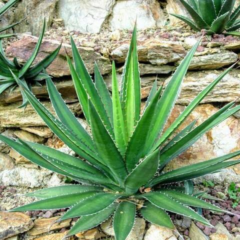 green foliage