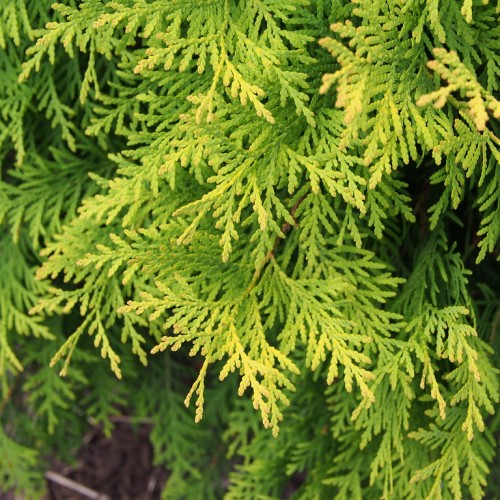 Gold-green foliage.